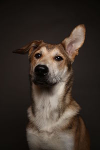 Close-up portrait of a dog over black background