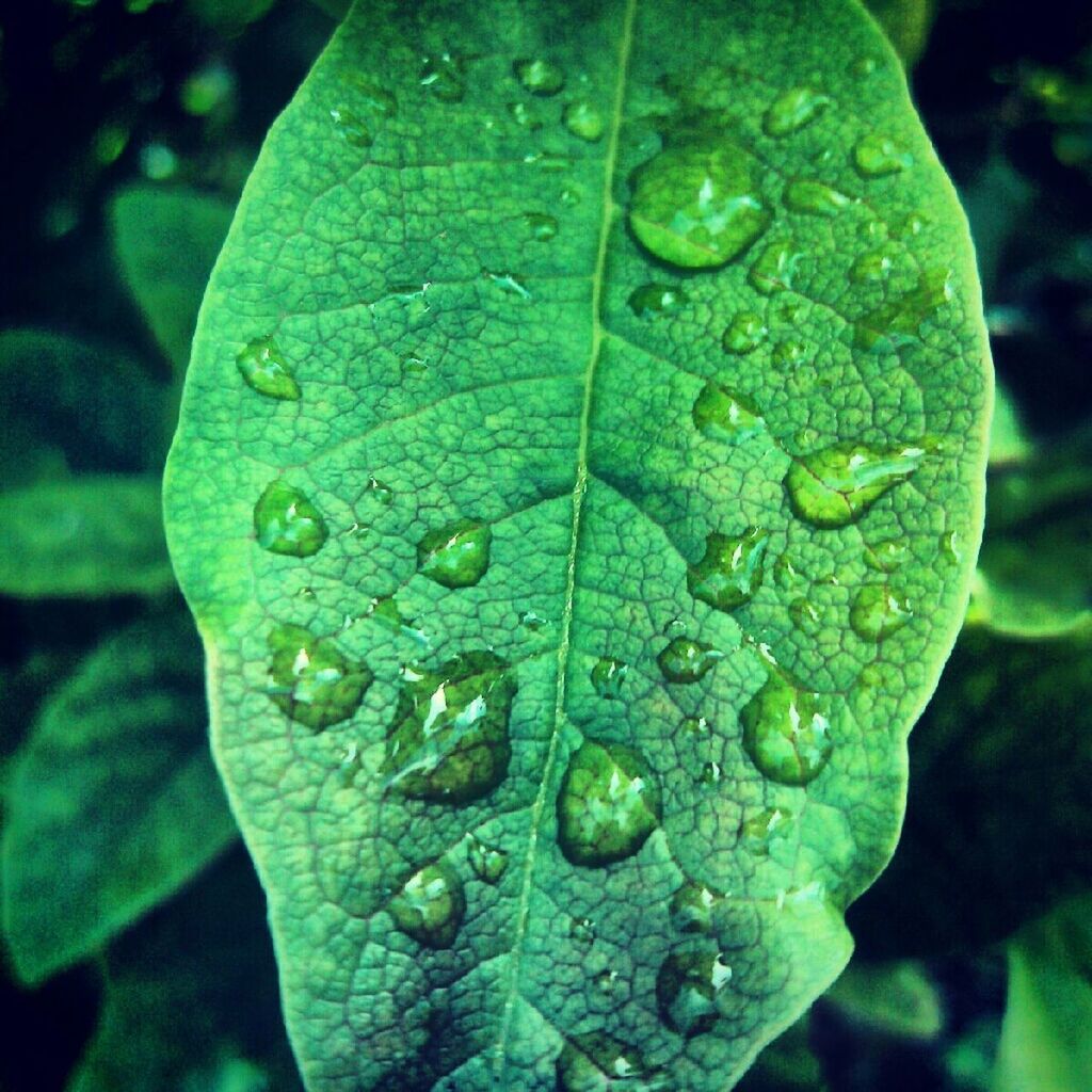 drop, leaf, wet, water, close-up, freshness, growth, dew, green color, nature, focus on foreground, raindrop, leaf vein, beauty in nature, fragility, plant, droplet, water drop, purity, rain