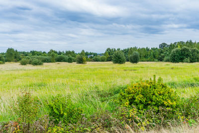 Scenic view of field against sky