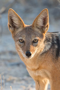 Close-up portrait of black-backed jackal