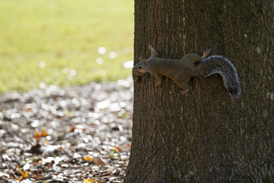 Close-up of squirrel