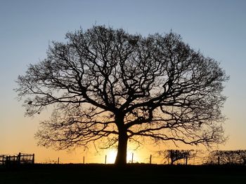 Silhouette bare tree on field against sky at sunset