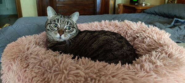 Portrait of a cat resting