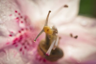 Close-up of snail on pink flower