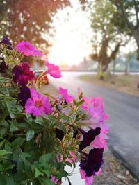 Close-up of pink flowers on plant
