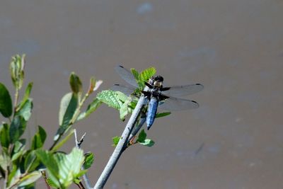 Close-up of damselfly on plant