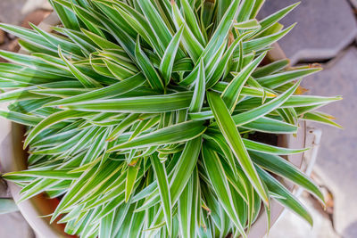 High angle view of fresh green plant