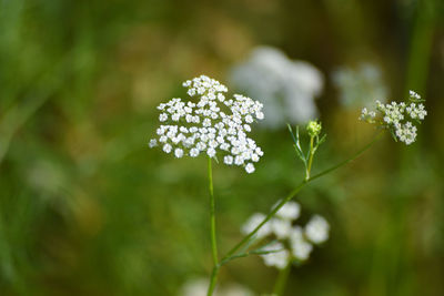 Close-up of white flowering plant on field