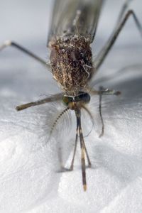 Close-up of spider