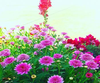 Close-up of pink flowering plants