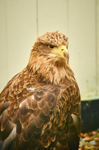 Close-up of eagle against blurred background