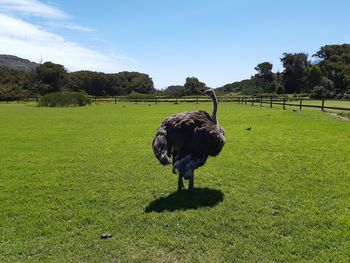 High angle view of bird on field