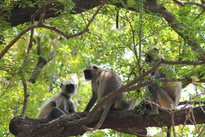 Monkey sitting on tree in forest