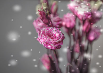 Close-up of pink flowers blooming outdoors