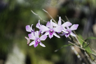 Close-up of purple flowering plant