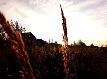 Plants growing on field against sky during sunset