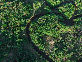 High angle view of trees growing in forest