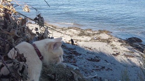 Dog by sea