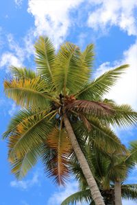 Low angle view of coconut palm tree against sky