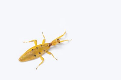 Close-up of insect on white background