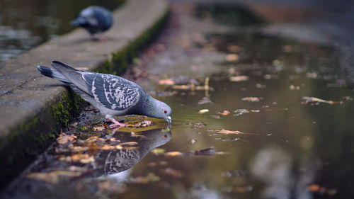 Close-up of bird perching on a lake