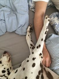 Cropped image of dalmatian resting with man on bed at home