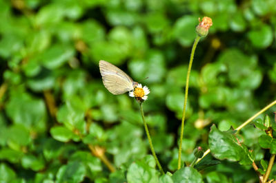 Close-up of butterfly pollinating on flower