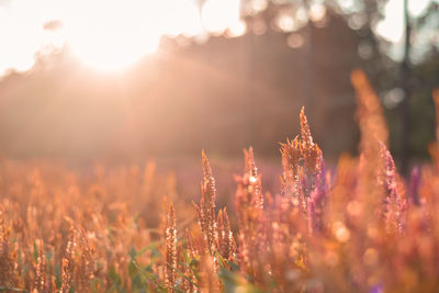Sunlight streaming through plants on field during sunset