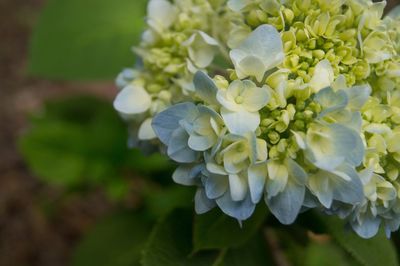 Close-up of white flowers