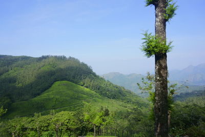 Scenic view of green landscape against clear sky