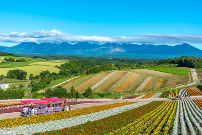 Vivid panoramic colorful flower field. shikisai-no-oka, biei, hokkaido.