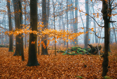 Trees growing in forest during autumn