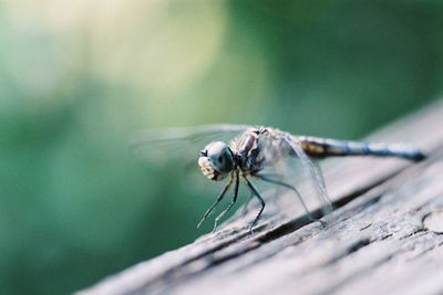 Close-up of fly