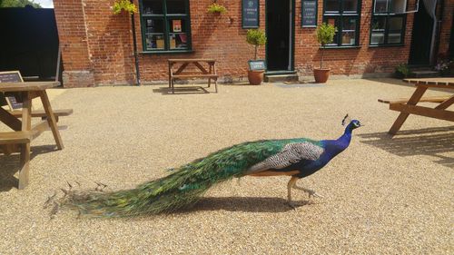 Peacock in a building