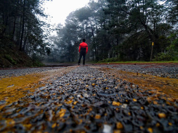 Surface level view of man standing on road in forest