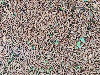 Full frame shot of candies