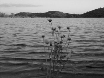 Close-up of plants by lake against sky