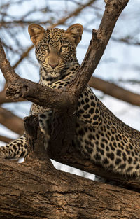 Cat sitting on tree trunk