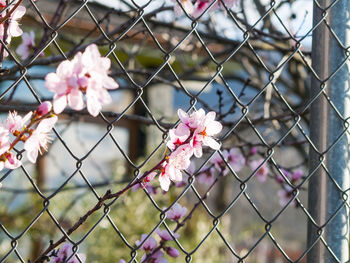 Close-up of pink flowers and chainlink fence against sky