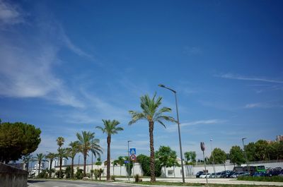 People on road by palm trees against blue sky