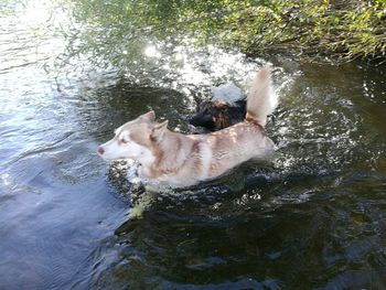 Dog swimming in water