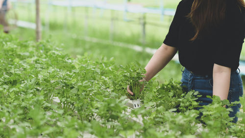 Farmers monitor the growth of hydroponics vegetables in greenhouses.