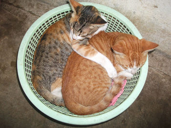 High angle view of cat resting in basket