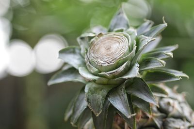 Close-up of shells on plant