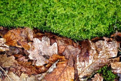 Full frame shot of green leaves