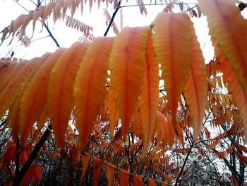 Low angle view of plants against trees