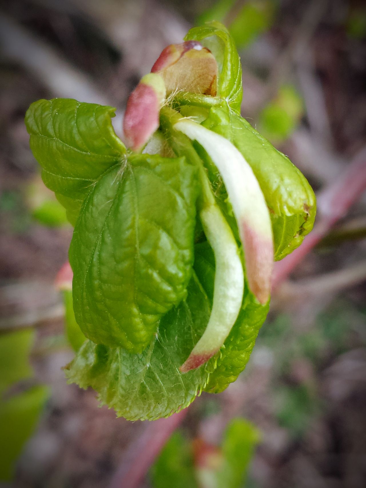 May green