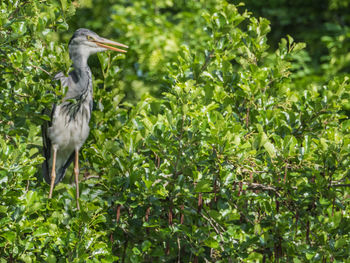 Bird perching on tree