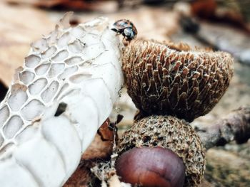 Close-up of crab on land