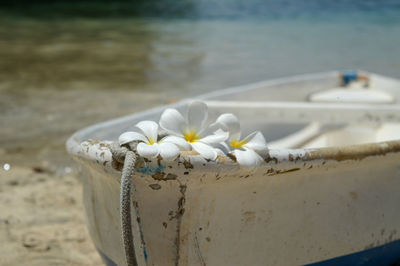 White flowers on boat moored at beach